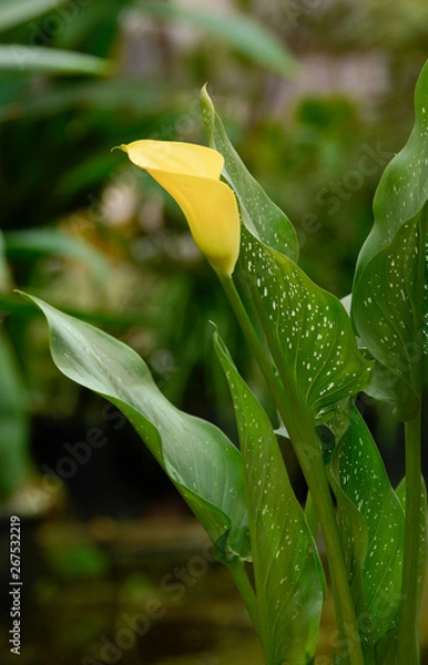 Obraz Spring Flowers