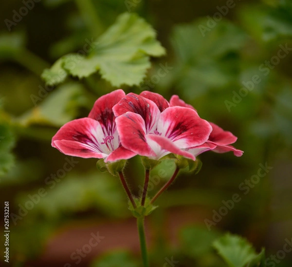 Obraz Spring Flowers