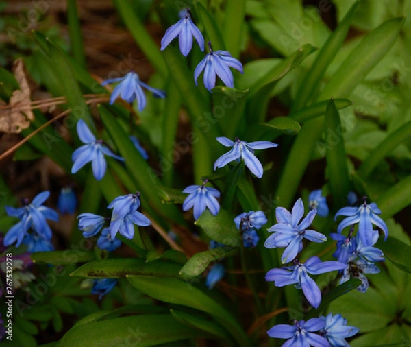 Obraz Spring Flowers