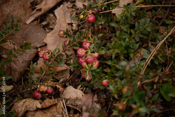 Obraz Spring Flowers