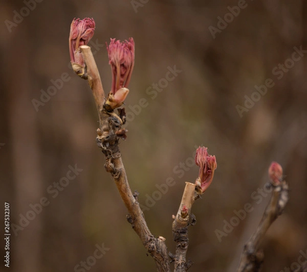 Obraz Spring Flowers
