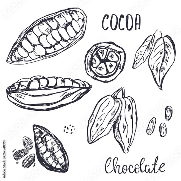 Fototapeta Hand drawn cocoa pods, beans and leaves.