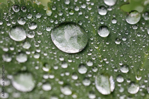 Obraz Wassertropfen mit Lotuseffekt auf grünem Blatt