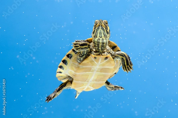 Obraz Yellow-Bellied Slider