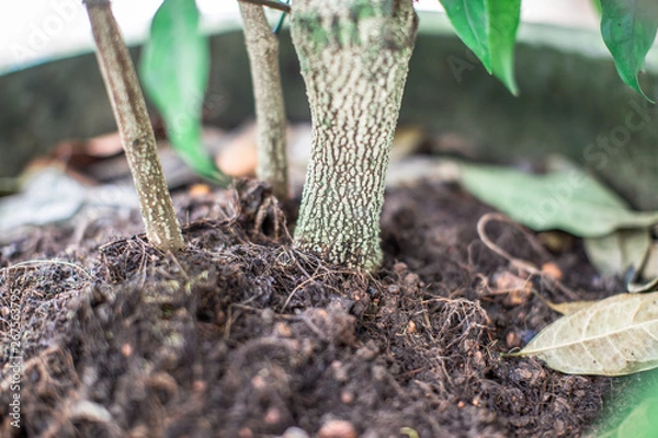 Fototapeta  The natural background of the trunk of a small tree is blurred, which has been planted in pots before being expanded to grow in the next large plot.
