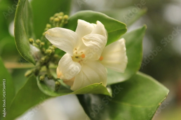 Obraz Murrayya Exotica Jasmine (Murraya paniculata) flower in garden.Also known as Orange jessamine, Jasmine orange,Chinese box, mock orange, mock lime, satinwood, Lakeview jasmine.