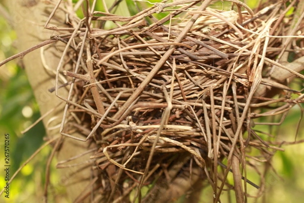 Obraz Bird nest