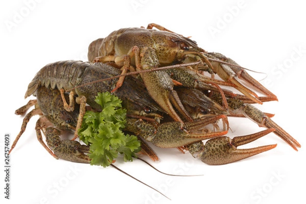 Obraz crayfish on a white background