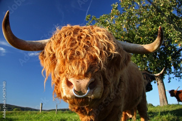 Obraz Schottisches Hochlandrind