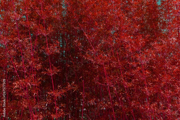 Obraz Red Bamboo Texture
