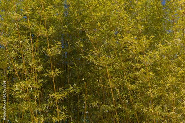 Obraz Natural Bamboo Texture