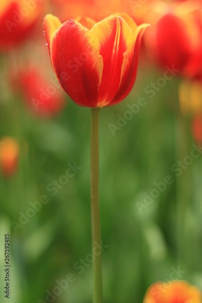 Obraz eine Tulpe