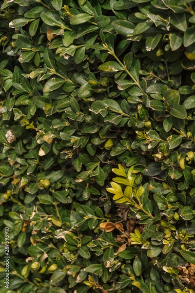 Fototapeta Background from green foliage of boxwood Buxus sempervirens. Selective focus
