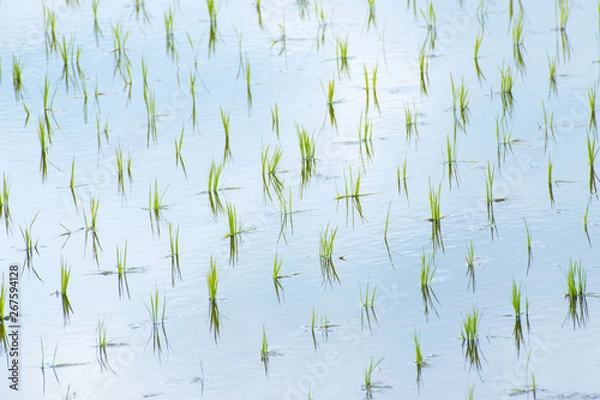 Obraz 田植えしたばかりの早苗