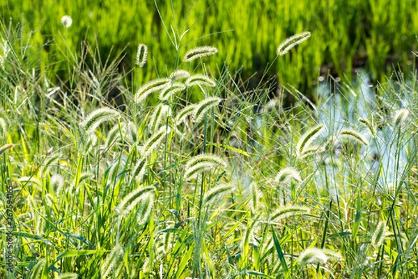 Obraz 秋の野草　エノコログサ