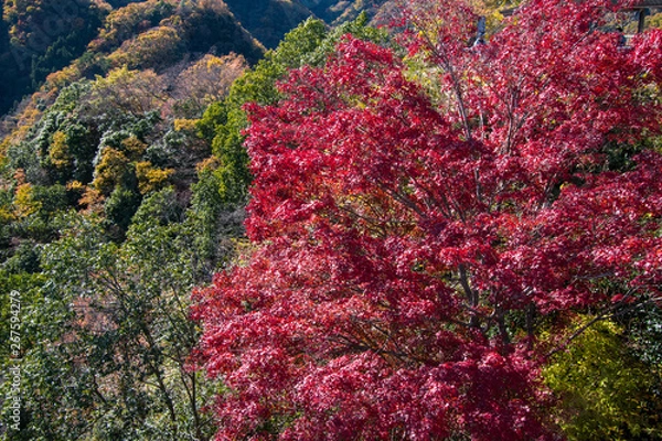 Obraz 竜神峡の紅葉