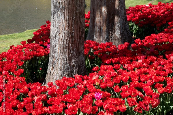 Obraz 太い木の幹と赤いチューリップのある公園