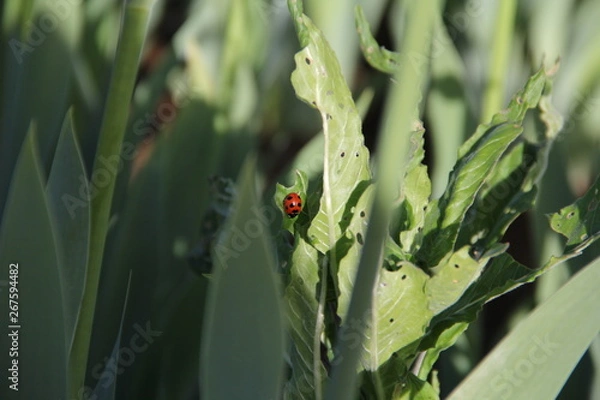 Obraz てんとう虫