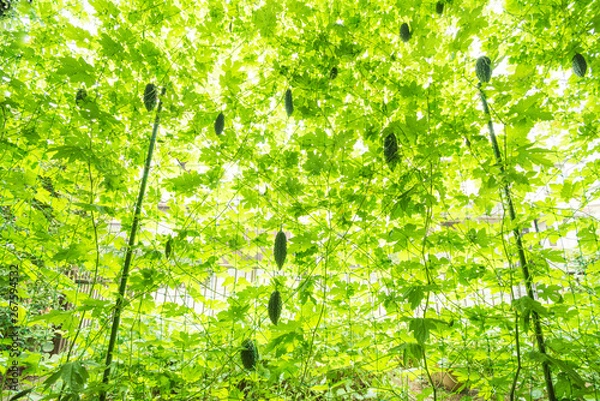 Obraz ゴーヤーによる緑のカーテンを透かして通る陽射し