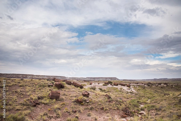 Obraz 化石の森にころがる岩の丸太たち