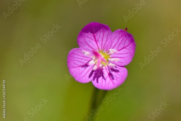 Obraz 赤い可憐な花