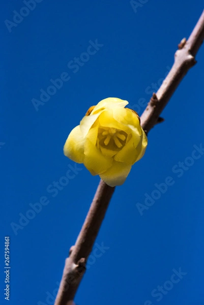 Obraz 新年を告げる花　蝋梅