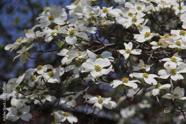 Fototapeta 白い花