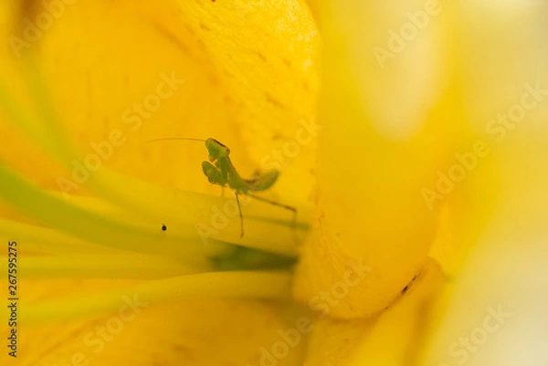 Obraz ユリの花の中のカマキリ