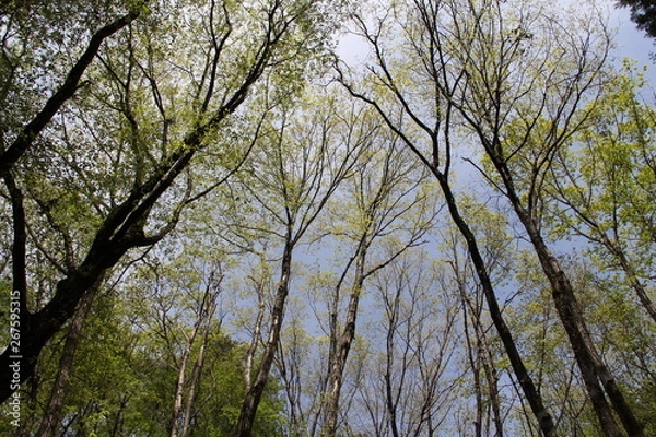 Obraz 木立ちを見上げて