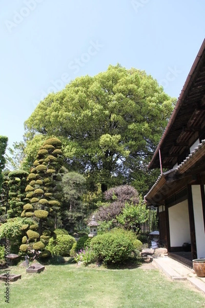 Fototapeta きれいな庭園
