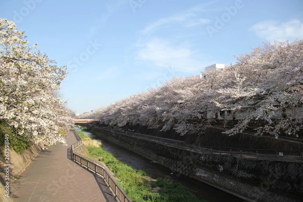 Fototapeta 桜と川
