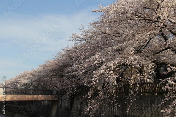 Obraz 桜