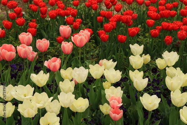 Obraz rote und weisse Blumen