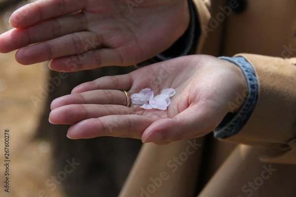 Fototapeta 桜の花びら