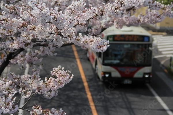Fototapeta 桜とバス