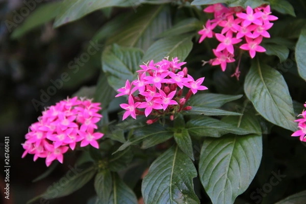 Obraz ピンクの花