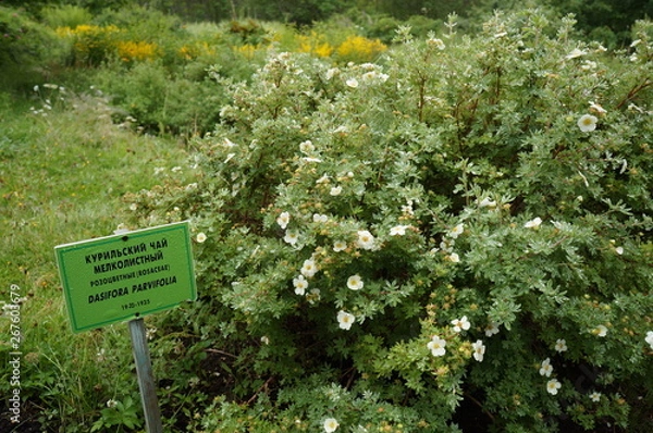 Obraz Bush cinquefoil with label