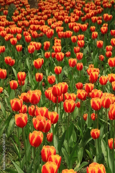 Obraz Tulip Flowers