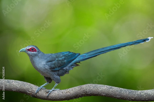 Fototapeta Green-billed Malkoha on branch on green background.