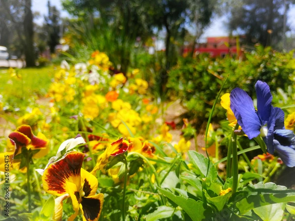 Obraz Jardín milagro