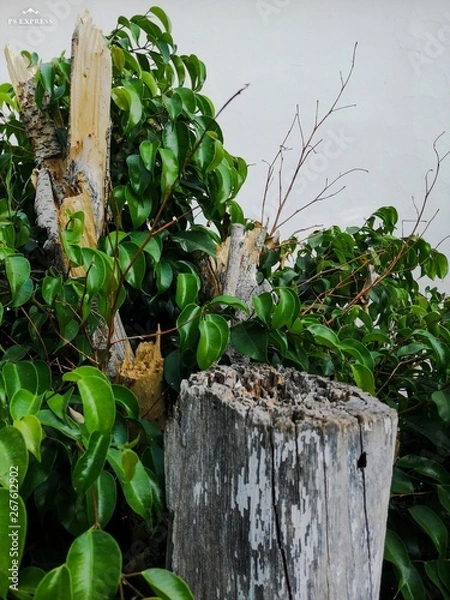 Obraz Durango: ciudad verde 