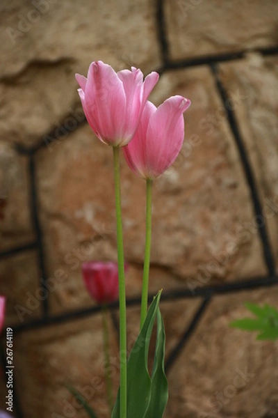 Obraz Rosa Tulpenblumen