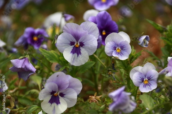 Obraz Violette Blumen