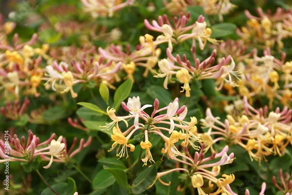 Obraz Fruehlingsblumen