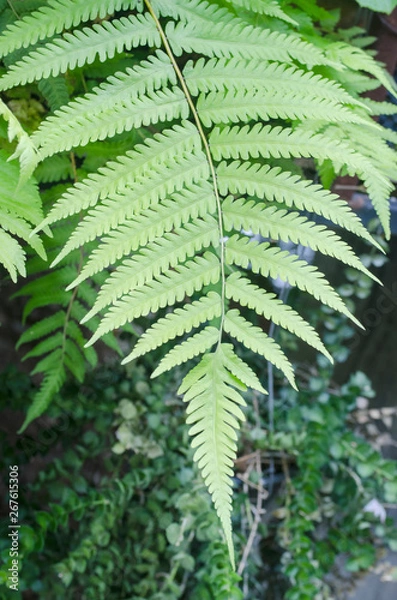 Obraz fern in forest