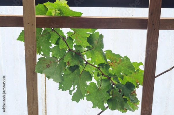 Obraz frame with green leaves