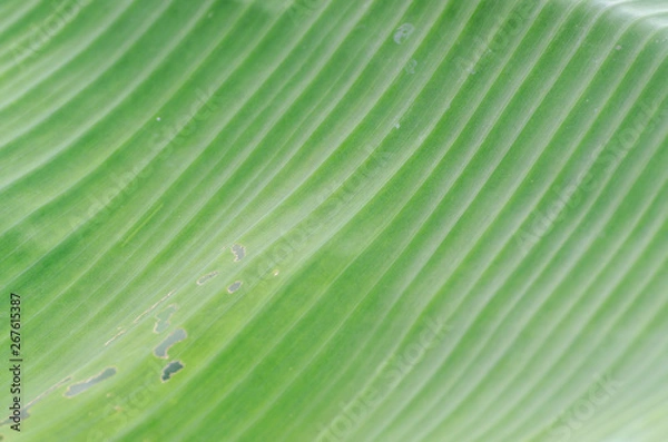 Obraz texture of green leaf