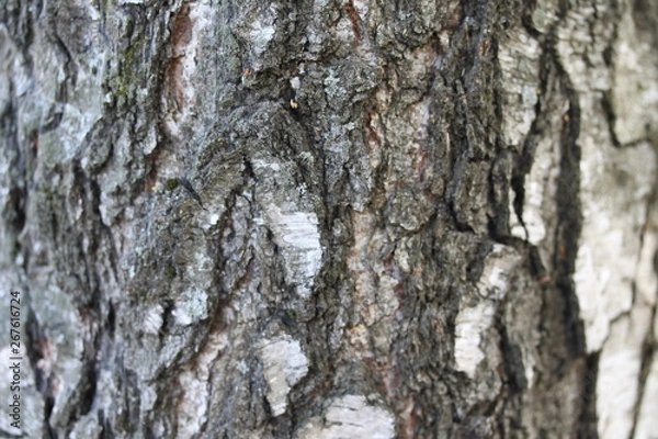 Fototapeta Close up of tree bark background.
