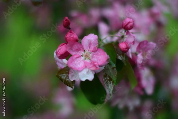 Fototapeta flower in garden