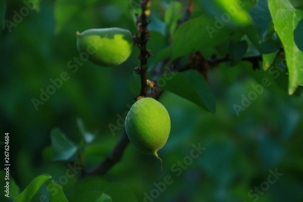 Obraz Fruehlingsfruechte